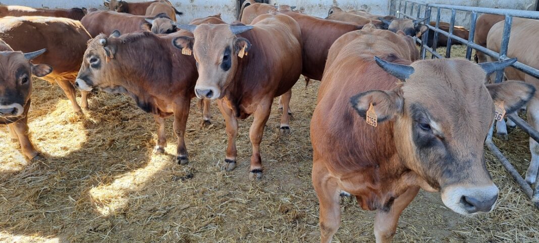 Viande Bovine L Espagne Premier Fournisseur Du Maroc En Jeunes Bovins