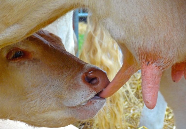 Évaluation génétique des bovins laitiers sous le modèle de lactation de référence et le modèle de contrôle individuel