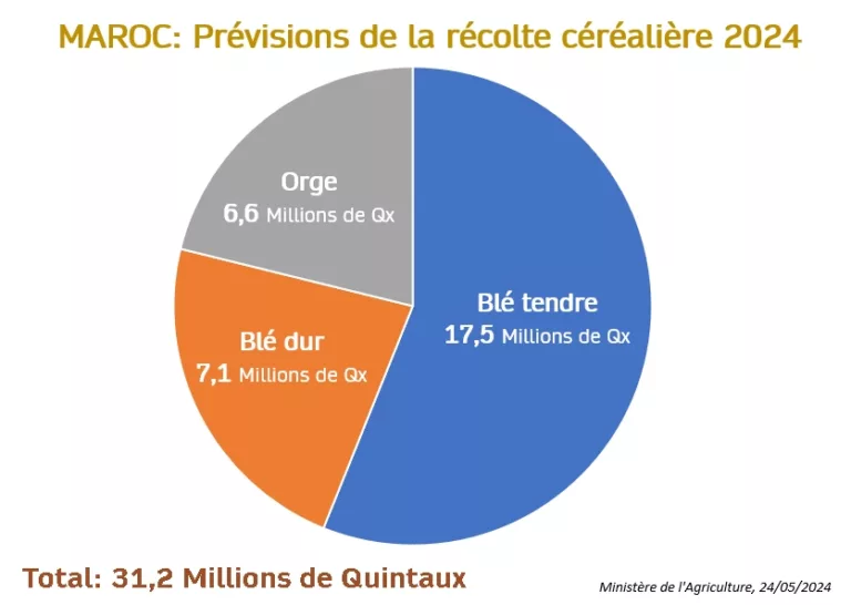 Prévisions de la récolte céréalière marocaine en 2023-2024: 31,2 Millions de Quintaux